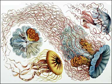 Art Forms in Nature by Ernst Haeckel Screenshot