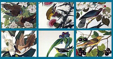 Audubon Close Up - Birds and Flowers Screenshot