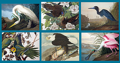 Best of Audubon Screenshot
