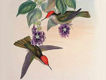 John Gould Hummingbirds Screenshot