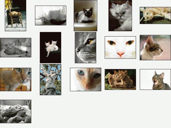 Cool Cats Screensaver Screenshot