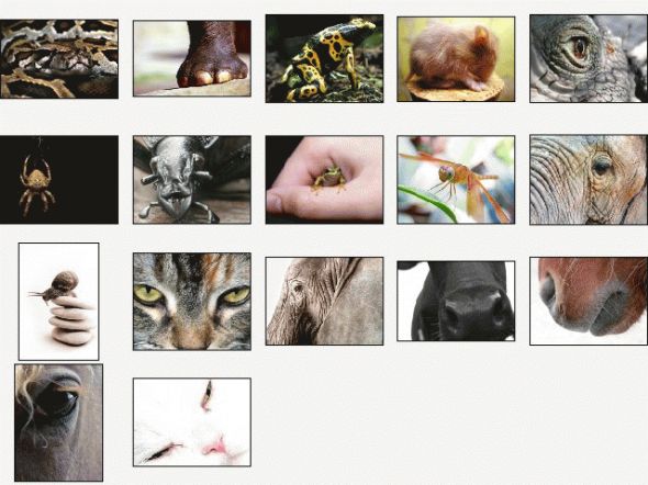 Animals Close-Ups Screensaver Screenshot
