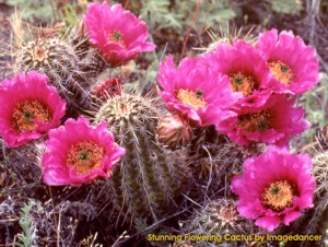 Beautiful Cactus Screenshot