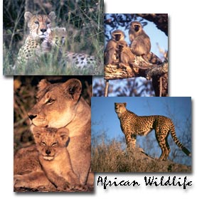 African Wildlife Screen Saver Screenshot