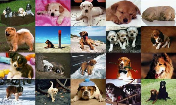 Dogs Photo Screensaver Screenshot