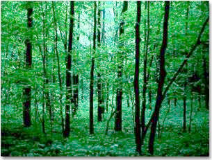 Mystic Forest Screenshot