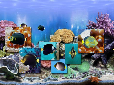 Amazing 3D Aquarium Free ADD-on  :: Chaetodontoplus Fish Pack Screenshot