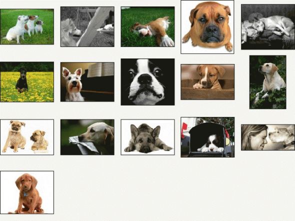 Doggone Doggies Screensaver Screenshot
