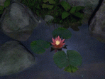 AD Water Lily 1.0