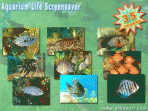 Aquarium Life Screensaver 3.2