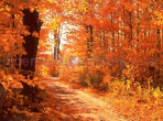 Colors of Autumn Free Screensaver 3.0