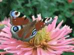 Fantastic Butterflies ScreenSaver 1.5