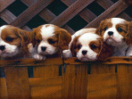 Dogs & Puppies Screensaver 3.5