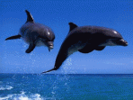 Dolphins Screensaver 4.0