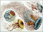 Art Forms in Nature by Ernst Haeckel 1.0