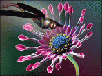 Jeweled Dragonfly 3D Screensaver 1.0