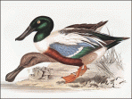 John Gould Ducks and Waterfowl Screensaver 1.0