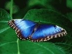 Free Butterfly Screensaver 1.0