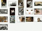Cool Cats Screensaver 1.0