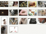 Animals Close-Ups Screensaver 1.0