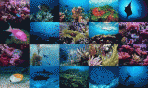 Ocean Life Photo Screensaver 1.0