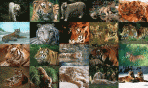 Tigers Photo Screensaver 1.0