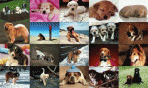 Dogs Photo Screensaver 1.0