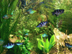 Aqua 3D Screensaver 1.51