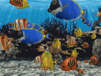 3D Fish School Screensaver 4.0