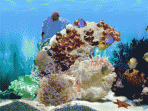 Amazing 3D Aquarium ADD-on: Chaetodont II - Fish Pack 1.0