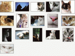 Cute Kitties Screensaver 1.0