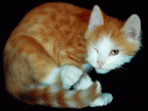 Lovely Cats Screensaver 1.0