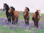 7art Graceful Horses ScreenSaver 1.5