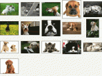 Doggone Doggies Screensaver 1.0
