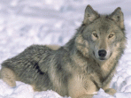 7art Angry Wolves ScreenSaver 1.5