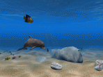 Dolphin Aqua Life 3D Screensaver 2.3