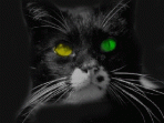 Beware the Black Cat Screensaver 1.0